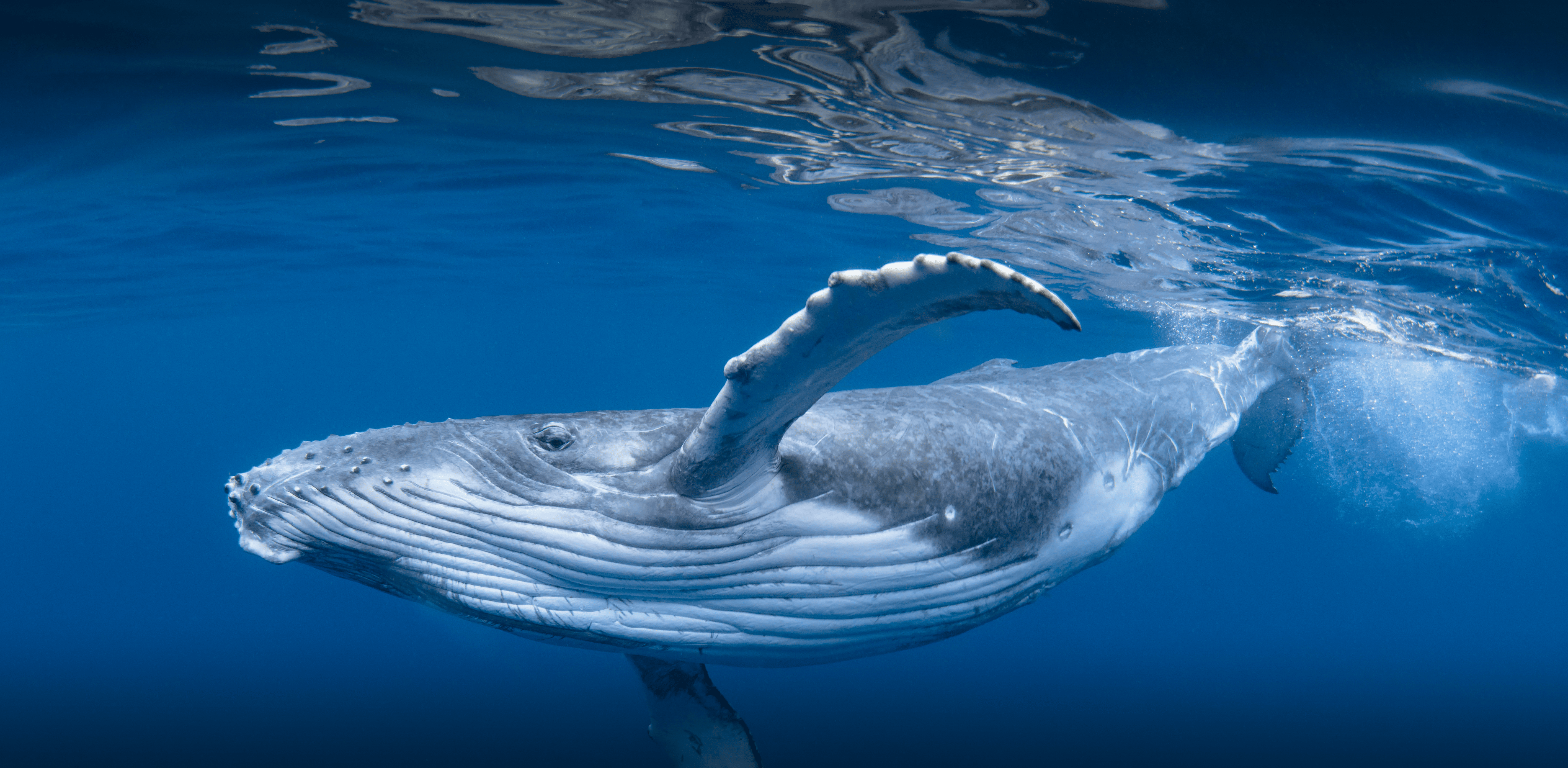 Taller: Acercándonos a las ballenas jorobadas