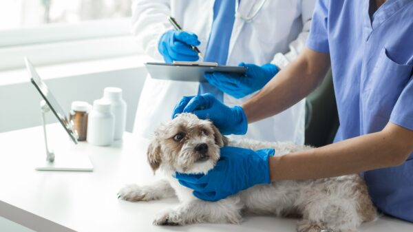 Cropped,Image,Of,Unknown,Male,Veterinarian,Examining,Shih,Tzu,Dog